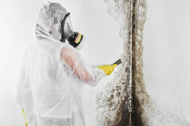 Best Mold Remediation  in Corning, CA