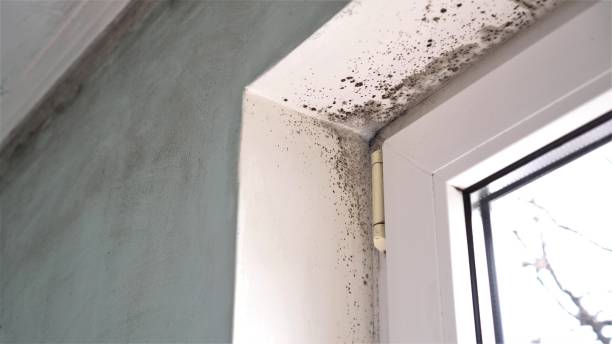 Best Residential Mold Removal  in Corning, CA