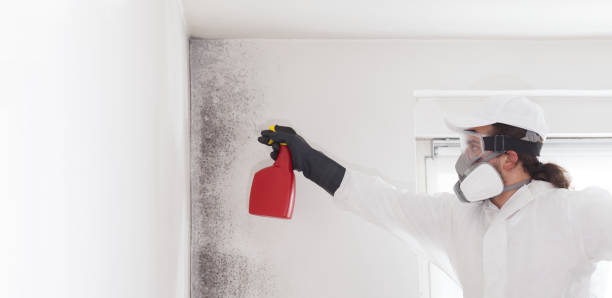 Best Mold Cleaning Services  in Corning, CA