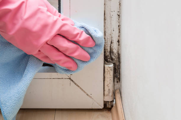 Best Mold Damage Repair  in Corning, CA