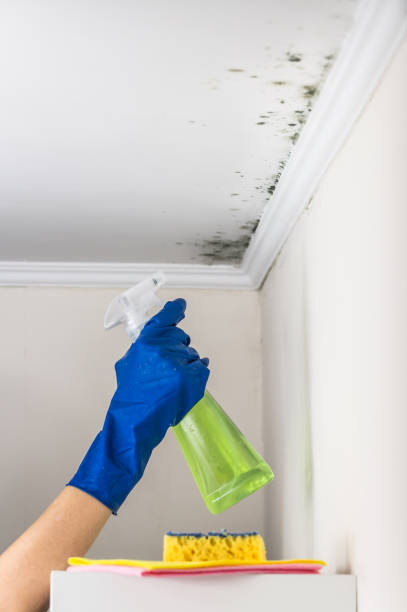 Best Professional Mold Removal  in Corning, CA