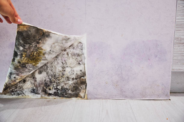 Best Mold Cleaning Services  in Corning, CA